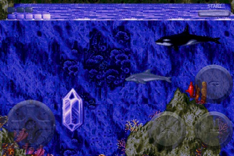 Ecco the Dolphin
