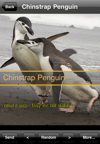 Penguins of the World free app screenshot 4