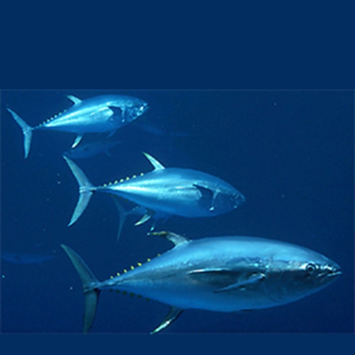free Sustainable Fish Guide iphone app