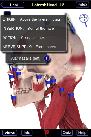 Muscle System (Head and Neck) free app screenshot 2