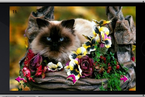 iCat