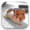 Poptagram for mac Poptagram for mac