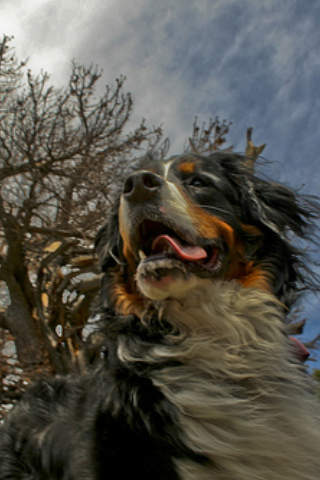 Bernese Mountain Dogs screenshot 2
