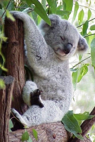 Koala screenshot 3