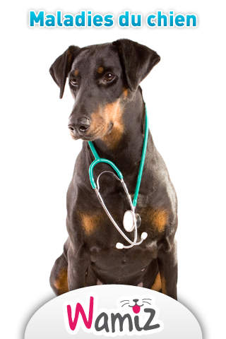 Maladies du chien conseils du vétérinaire - Wamiz