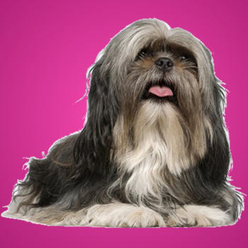 Shih Tzu Kwik QuiZ LOGO-APP點子