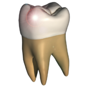 Perfect Tooth