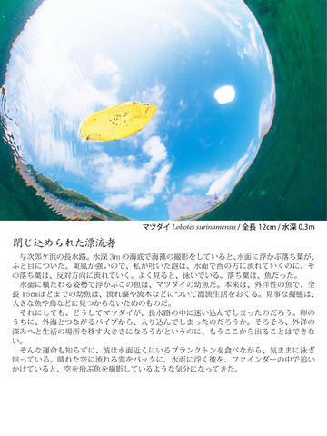 桜島の海へ 錦江湾生き物万華鏡 screenshot 3