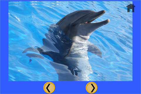 dolphins and slot machines for children - free game screenshot 4