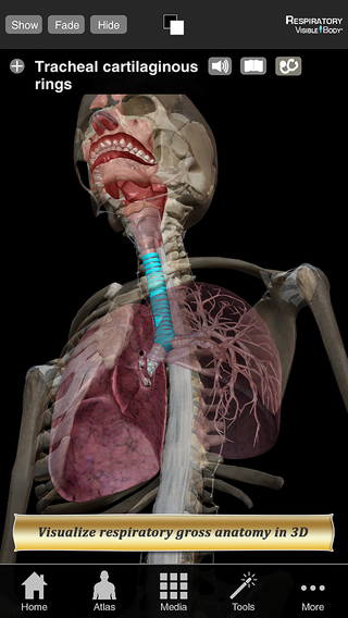 Respiratory Anatomy Atlas: Essential Reference for Students and Healthcare Professionals