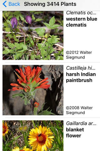 Utah Wildflowers screenshot 2