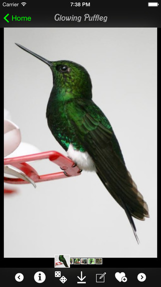 免費下載娛樂APP|Hummingbirds Encyclopedia app開箱文|APP開箱王