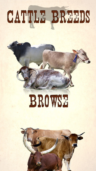 Cattle Breeds: Various Types of Cattle
