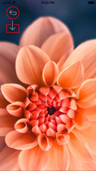 免費下載娛樂APP|Best HD Flowers Art Wallpapers for iOS 8 Backgrounds: Nature Theme Pictures Collection app開箱文|APP開箱王