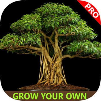 Learn Bonsai Tree 娛樂 App LOGO-APP開箱王