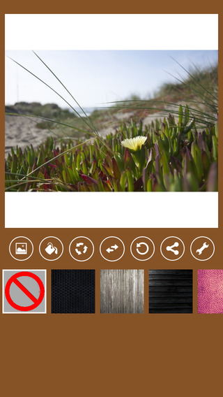 【免費社交App】SquareRepost - Crop and Post Photos to Instagram ,Facebook & Twitter-APP點子