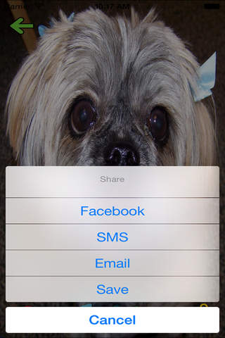 Talking Puppy Free - Make cats, dogs, and other pets speak in real time! screenshot 4