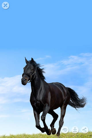 HD Horse Wallpapers and Backgrounds screenshot 4