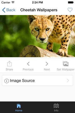 Cheetah Wallpapers HD : Animal Walpapers screenshot 3
