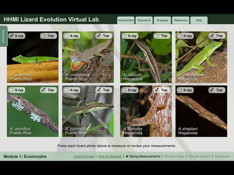 【免費教育App】Lizard Evolution Virtual Lab-APP點子