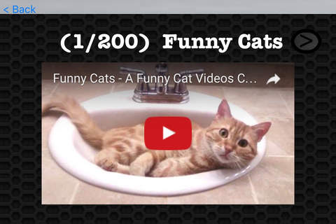 Cat Video Collection Premium screenshot 3