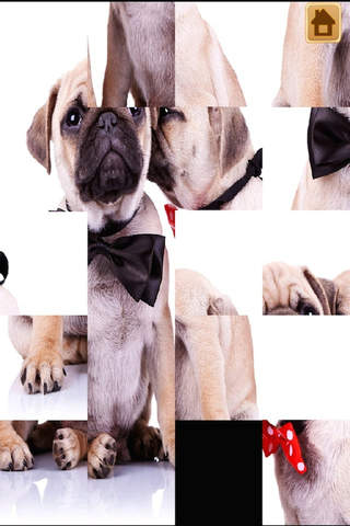 A Cute Dogs Slide Puzzle Free - Silly Shih Tzu, Terriers and Bulldogs Posing For The Camera screenshot 3