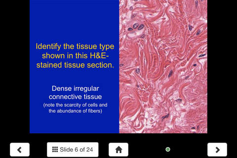 Histology - Connective Tissue screenshot 2