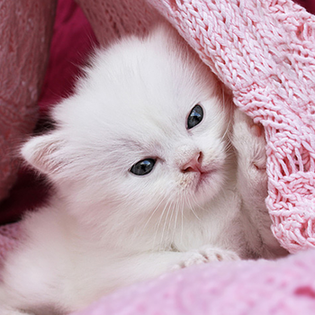 Cute Kitty Wallpapers HD FREE - Adorable Cat & Kitten Pictures LOGO-APP點子