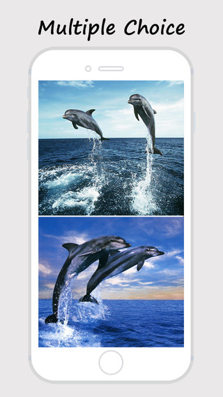 Dolphin Wallpapers - Best Collections Of Dolphin Pictures