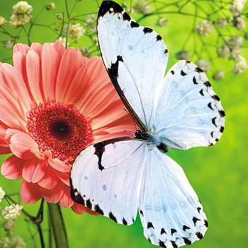 Butterfly Wallpapers Gallery - Colorful & Flying Butterflies Background Pictures LOGO-APP點子