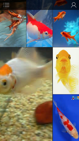 GoldFish Pets - Download Cute Small And Big Golden Fish Wallpapers Pictures