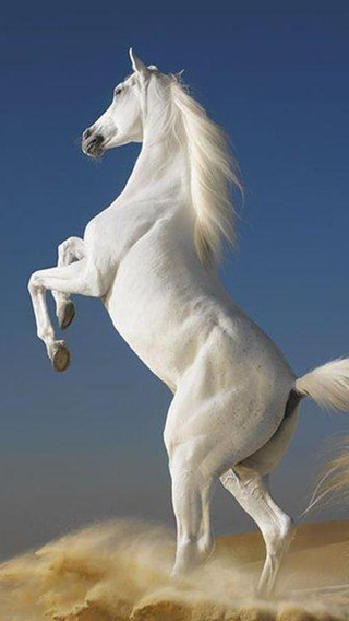 免費下載生活APP|Horse Wallpapers HD - FREE Download Beautiful Collection of Running Horses Breeds Pictures app開箱文|APP開箱王