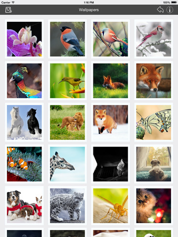 免費下載娛樂APP|Wallpaper Collection Animals Edition app開箱文|APP開箱王