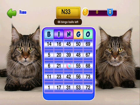 【免費遊戲App】Bingo Cats Game-APP點子