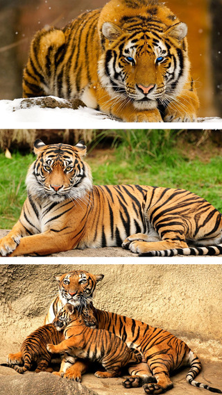 【免費生活App】Tiger Wallpapers HD - Best Black & White Asian Tiger Animals Backgrounds For iOS & iPad Screen-APP點子