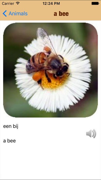 Study Dutch Vocabulary - My Languages screenshot 2