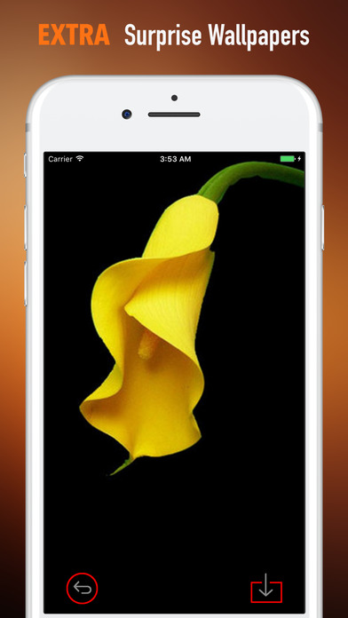Calla Flower Wallpapers HD- Quotes and Art screenshot 3