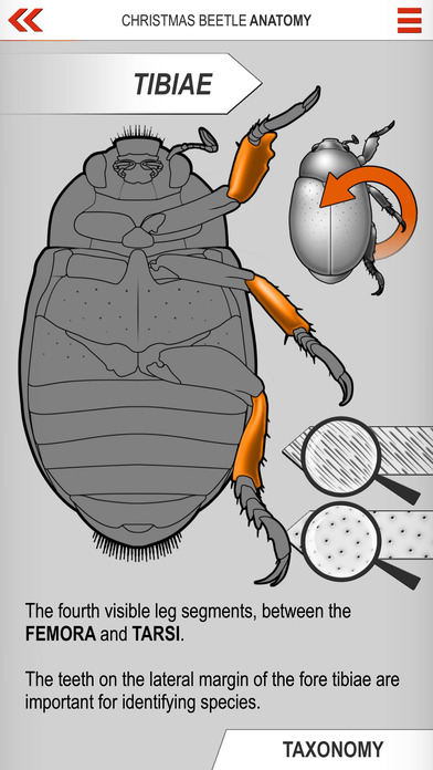 Xmas Beetle ID Guide screenshot 4