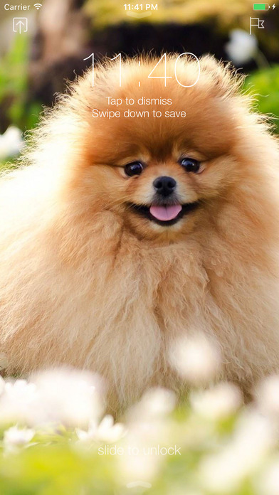 Pomeranian Dog Wallpapers Pro screenshot 3