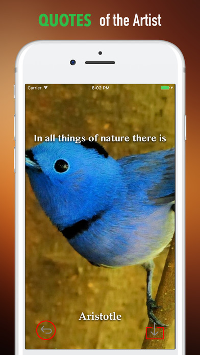 Blue Birds Wallpapers HD- Quotes and Art Pictures screenshot 4