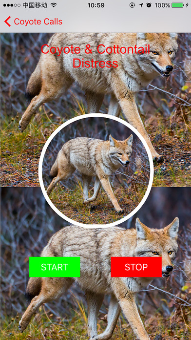 100+ Coyote Hunting Calls - Predator Sounds screenshot 2