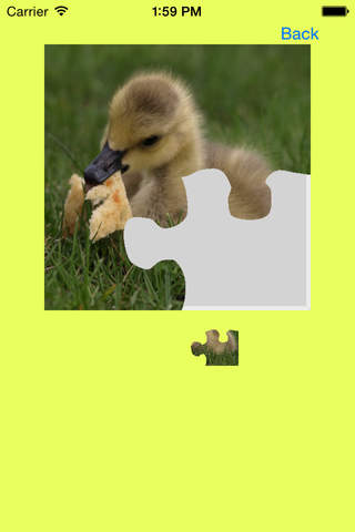Ducklings, Goslings Jigsaw Puzzles screenshot 2