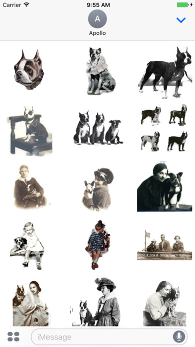 Vintage Boston Bull Terrier screenshot 4