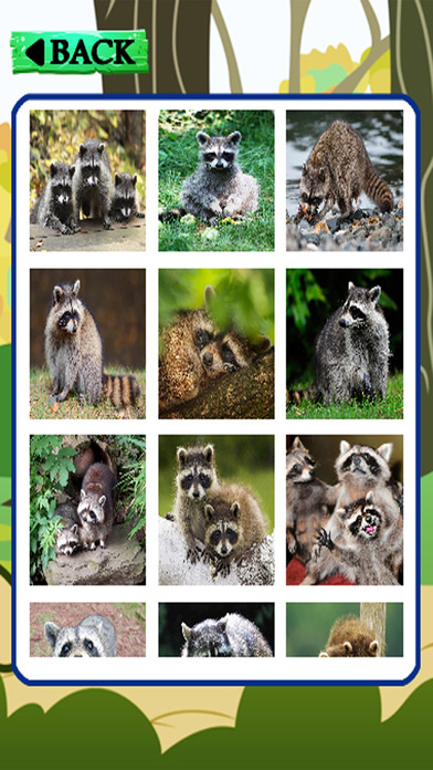 Jigsaw Learning Games Puzzle Raccoons Version screenshot 2