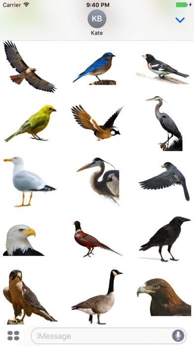 Flock of Birds Stickers screenshot 2