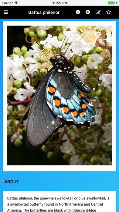 Butterfly Species of North America screenshot 2
