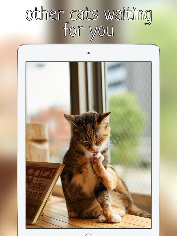 meow sounds free meow sounds free