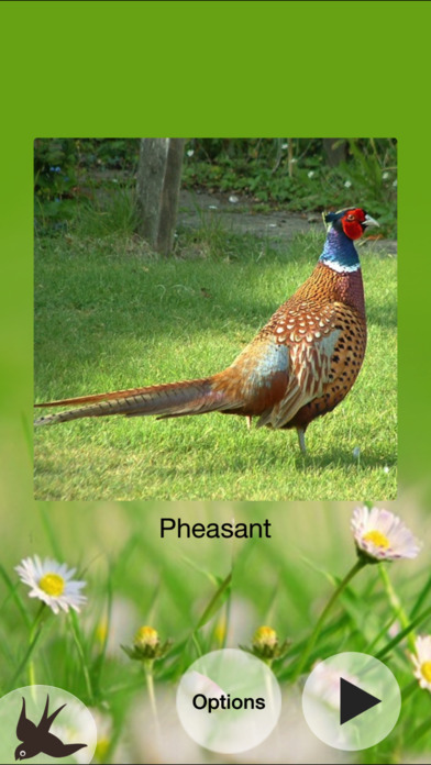 chirp bird songs calls of britain and europe app chirp bird songs calls of britain and europe app