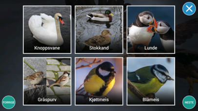 Fugler i nærmiljøet screenshot 3