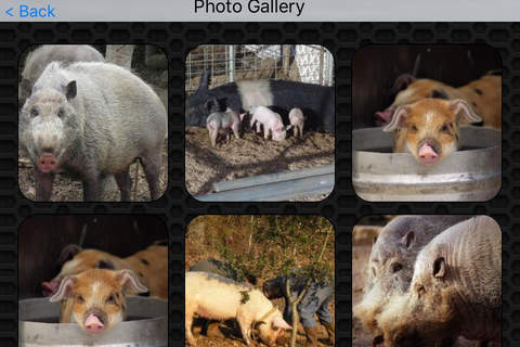 Pig Video and Photos Gallery FREE screenshot 4